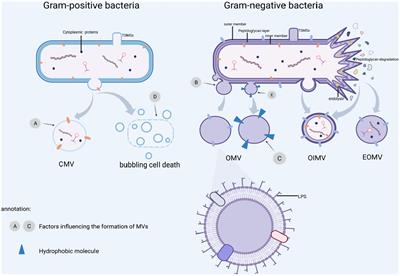 Microbe-host interactions: structure and functions of Gram-negative bacterial membrane vesicles